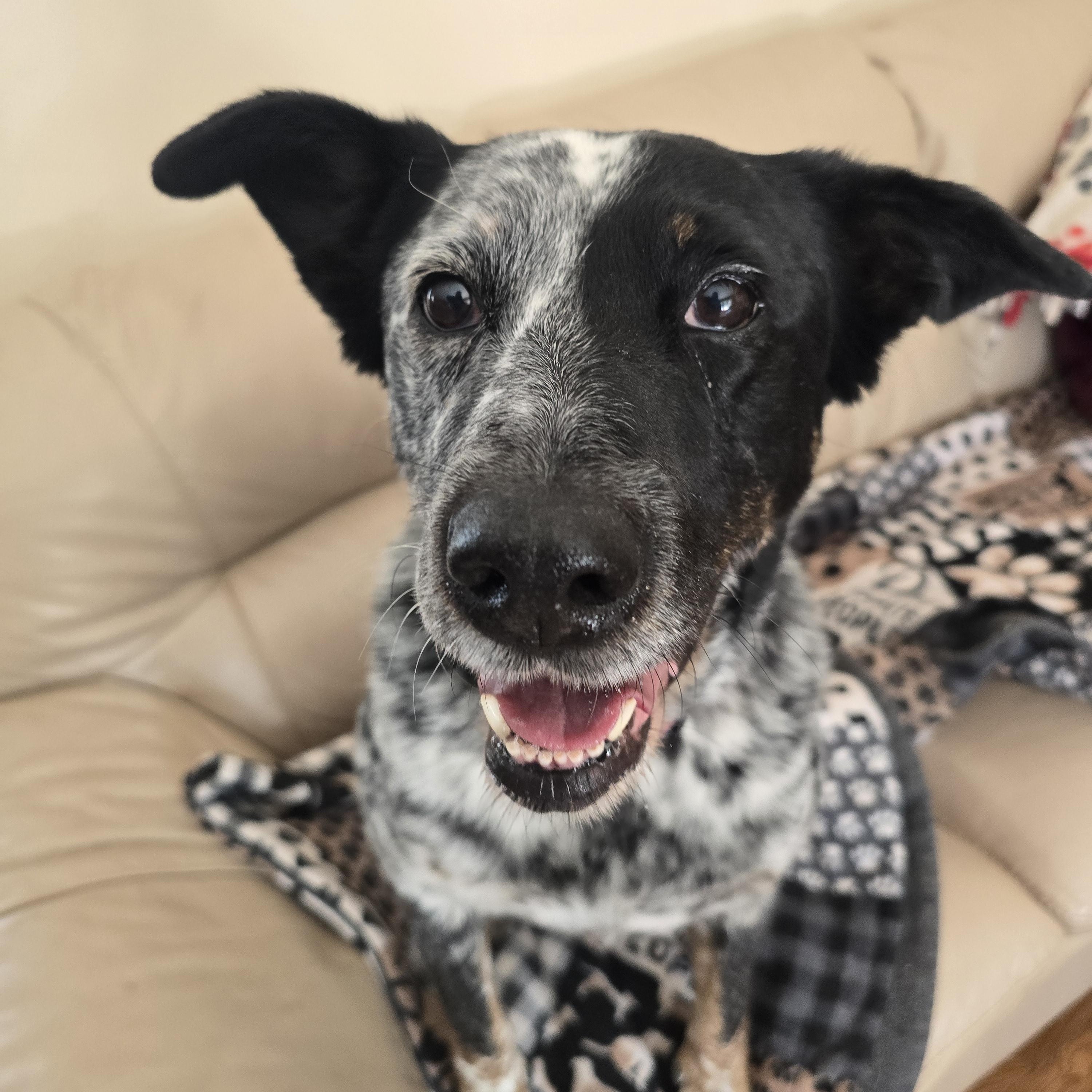 Enlarge Dottie, a ADOPTABLE Mixed Breed in Chatsworth, ON image 3/3