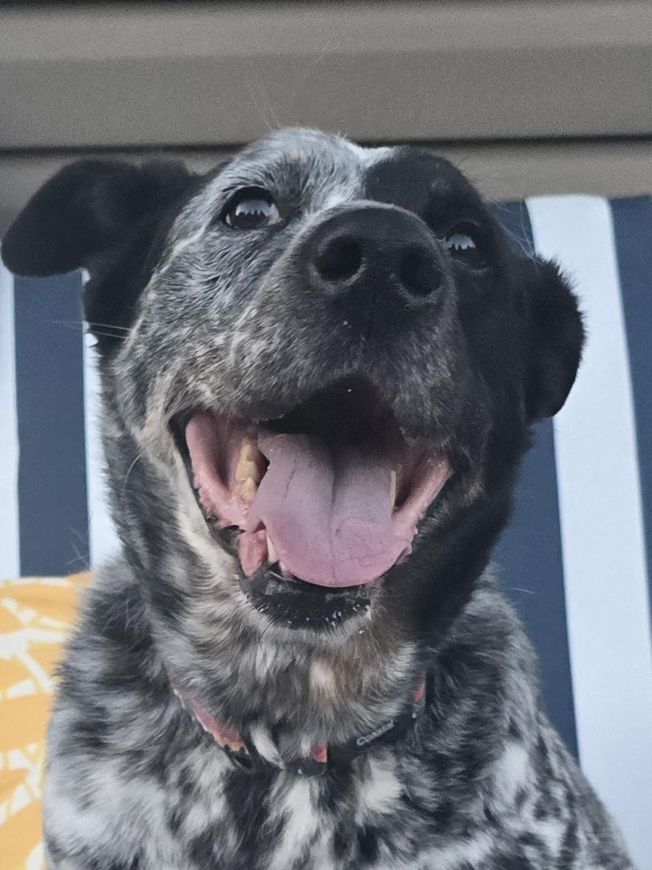 Dottie, a ADOPTABLE Mixed Breed in Chatsworth, ON image 3/3