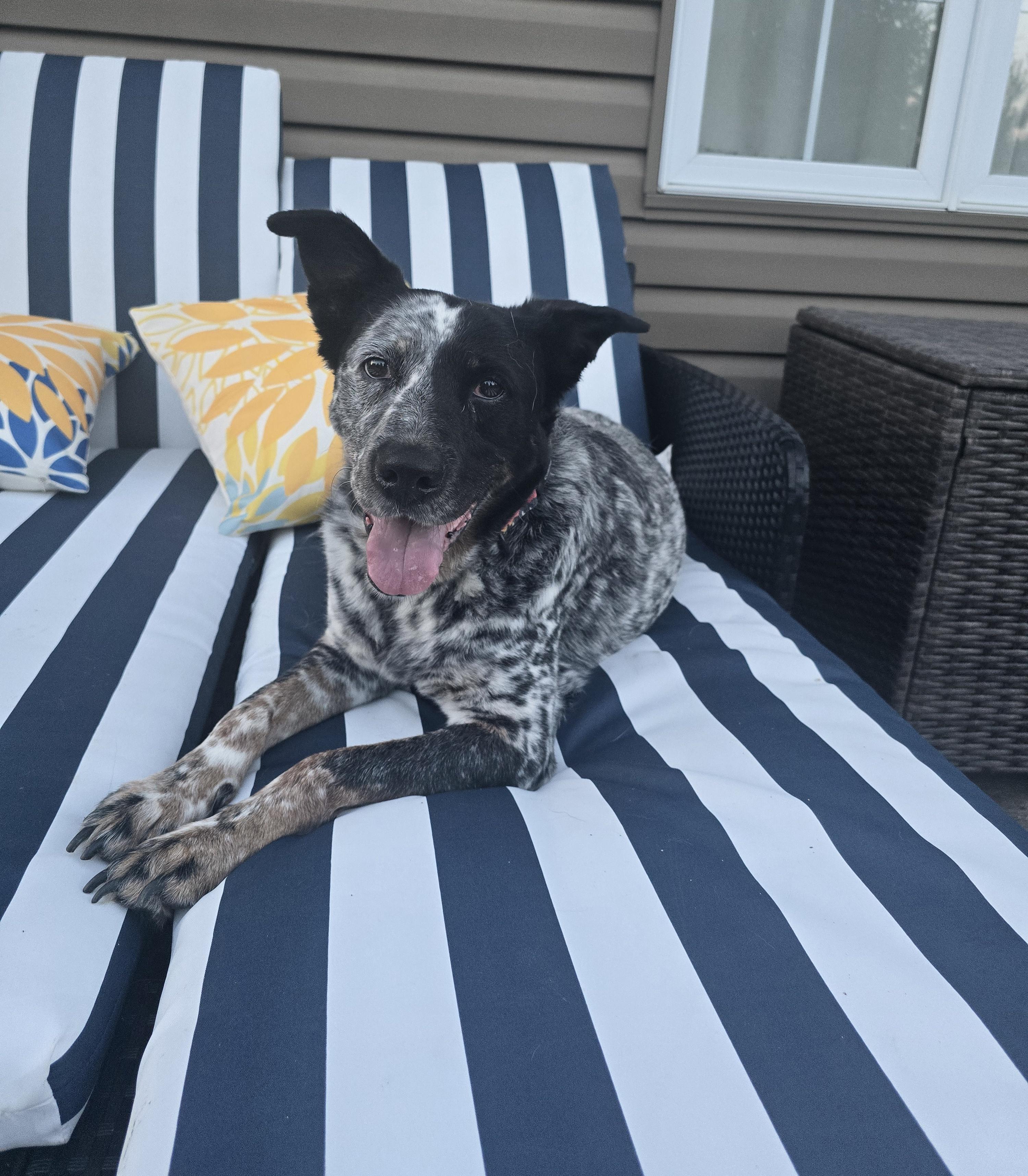 Dottie, a ADOPTABLE Mixed Breed in Chatsworth, ON image 1/3