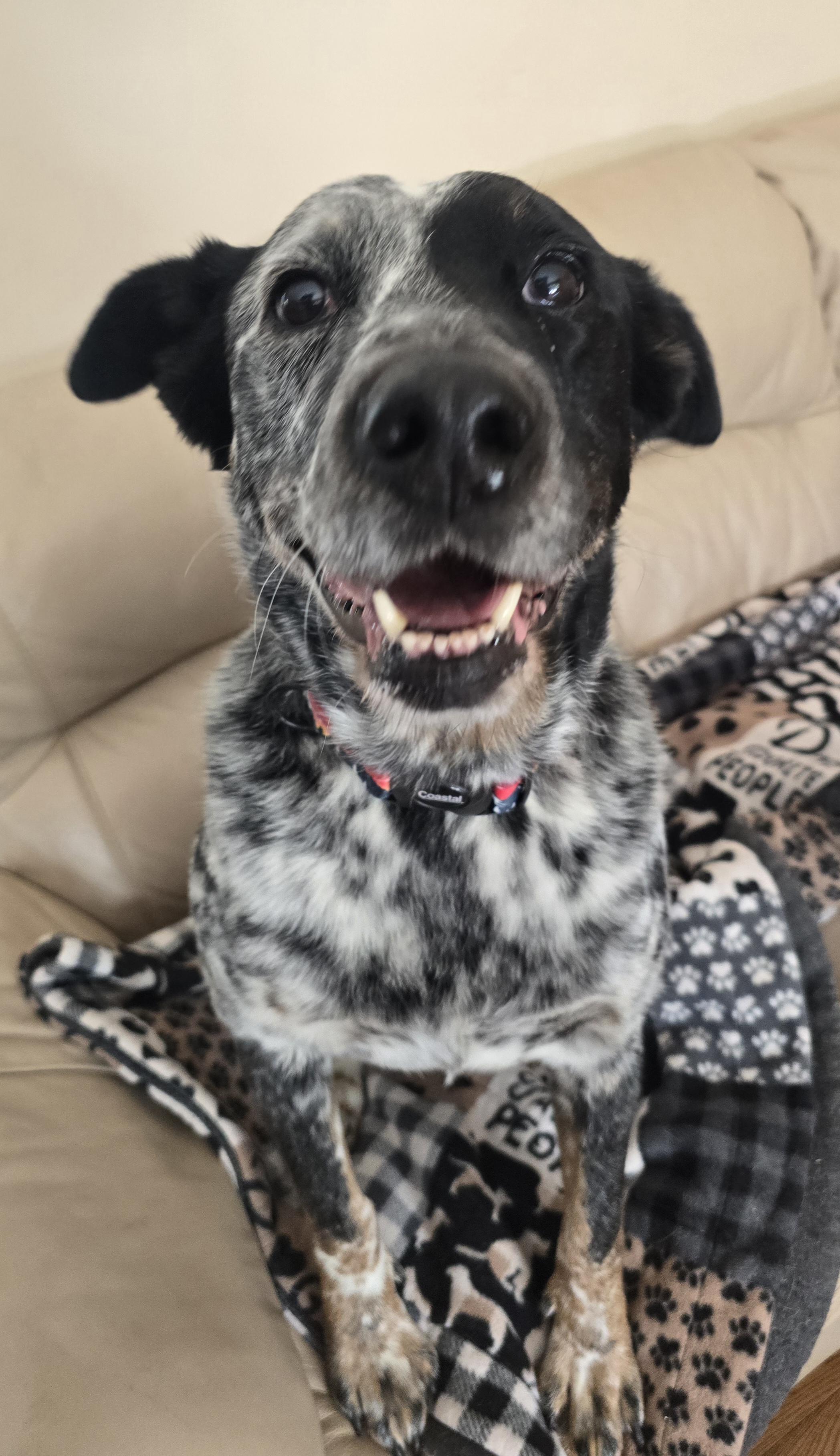 Dottie, ADOPTABLE, Young Female Mixed Breed.