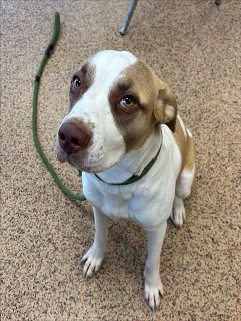 SWEETY, Adoptable, Young Female Pit Bull Terrier.