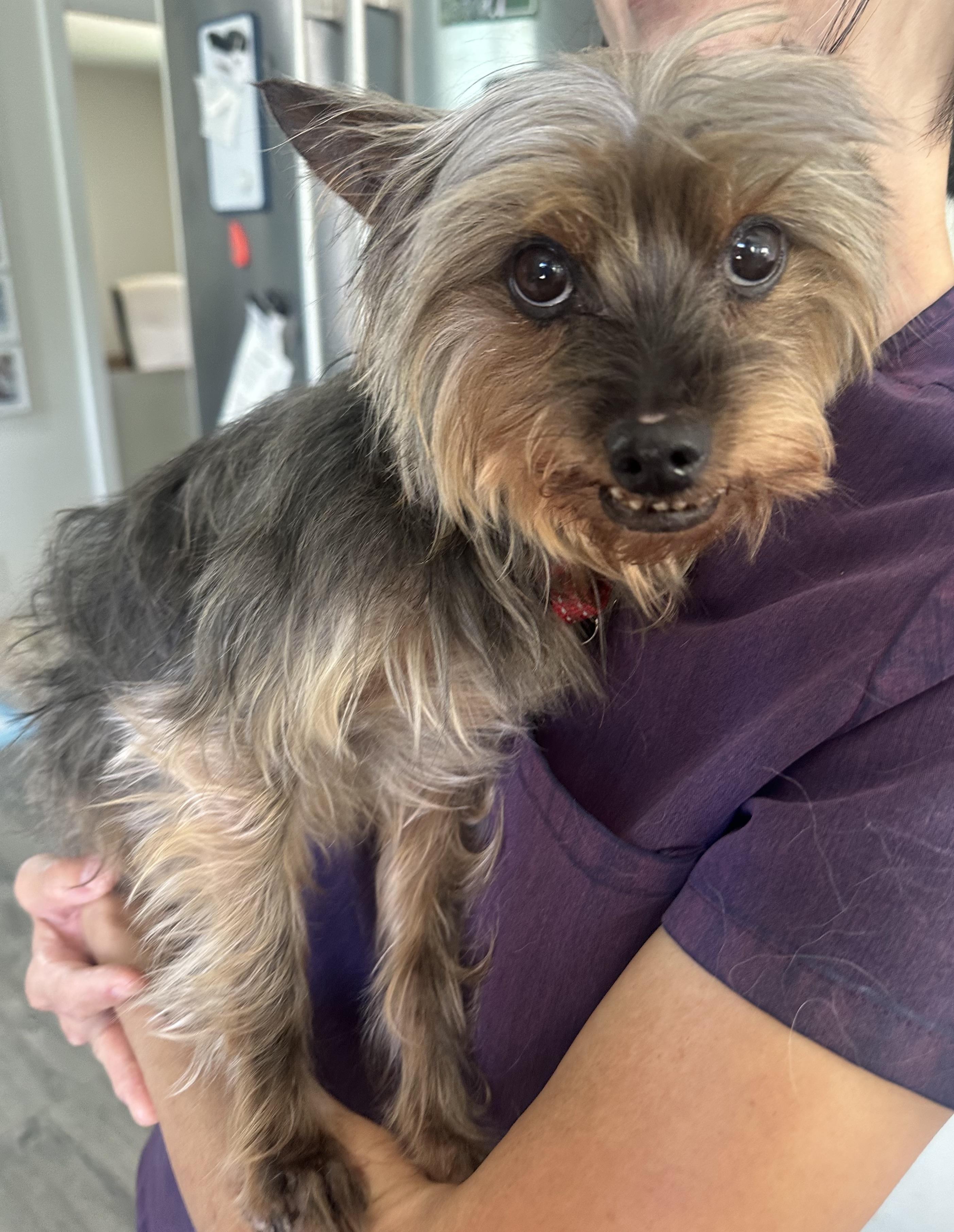 Squeaky Pips, a ADOPTABLE Yorkshire Terrier in Camarillo, CA image 2/4