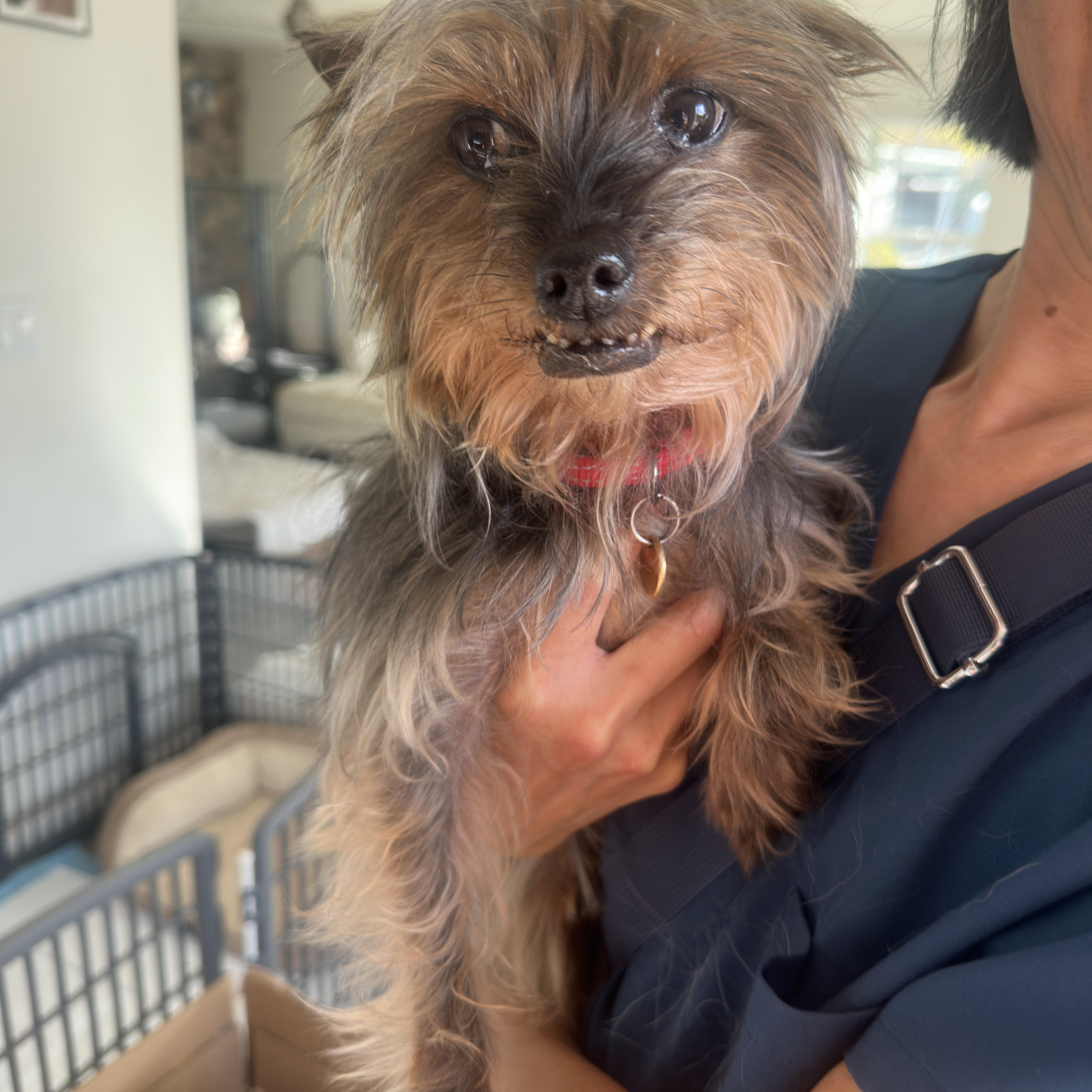Squeaky Pips, a ADOPTABLE Yorkshire Terrier in Camarillo, CA image 4/4