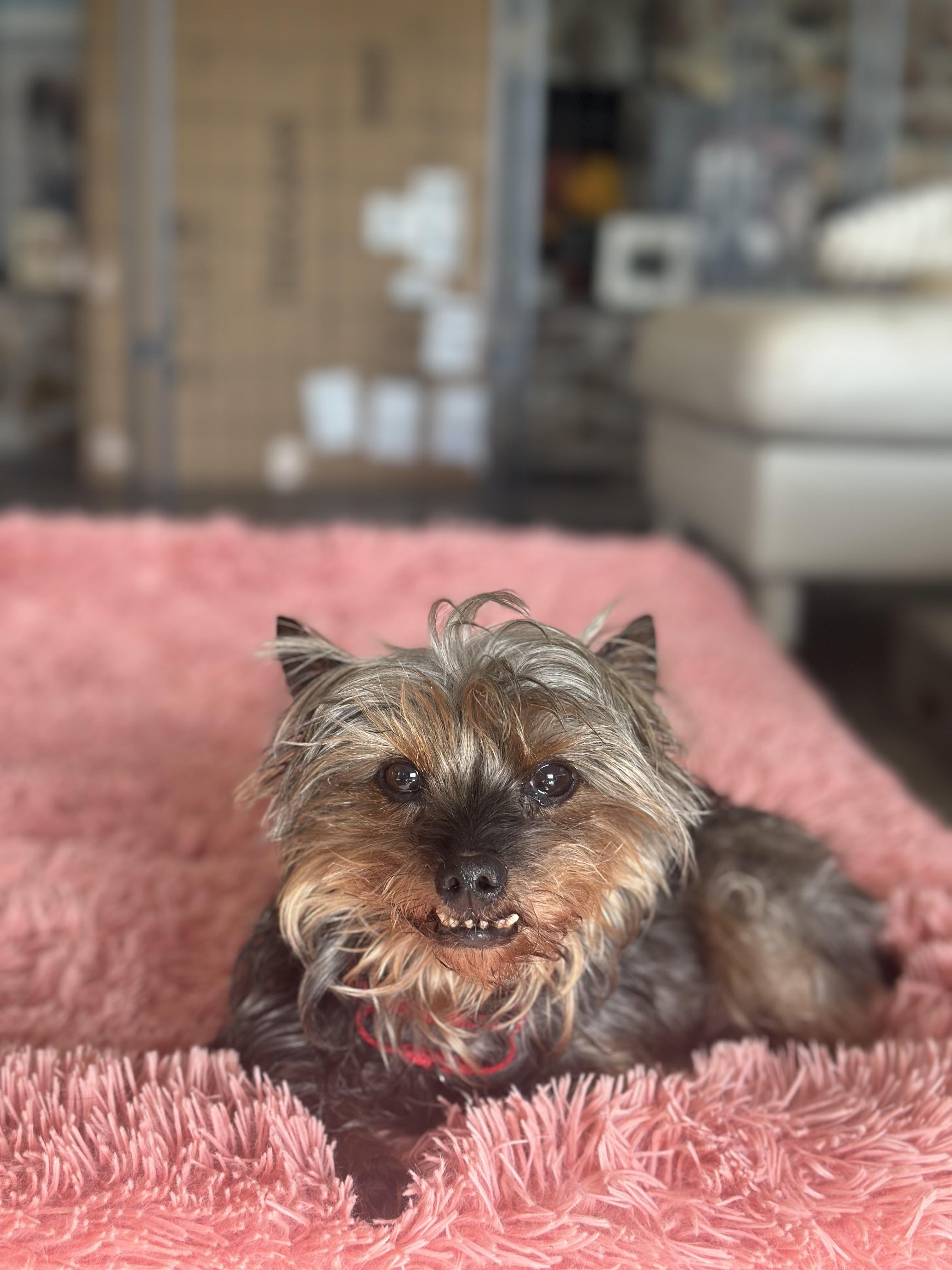 Squeaky Pips, a ADOPTABLE Yorkshire Terrier in Camarillo, CA image 1/4