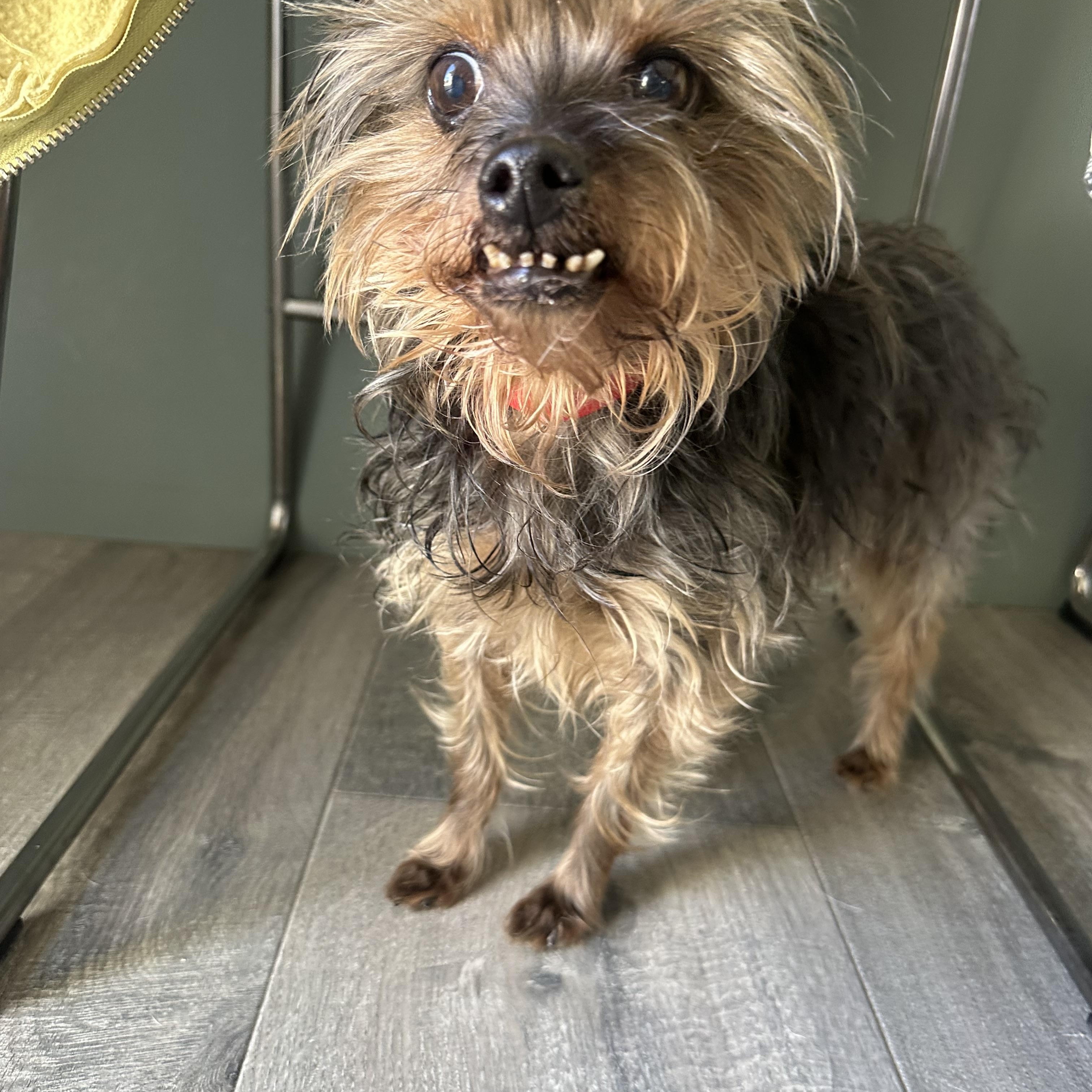 Squeaky Pips, a ADOPTABLE Yorkshire Terrier in Camarillo, CA image 3/4
