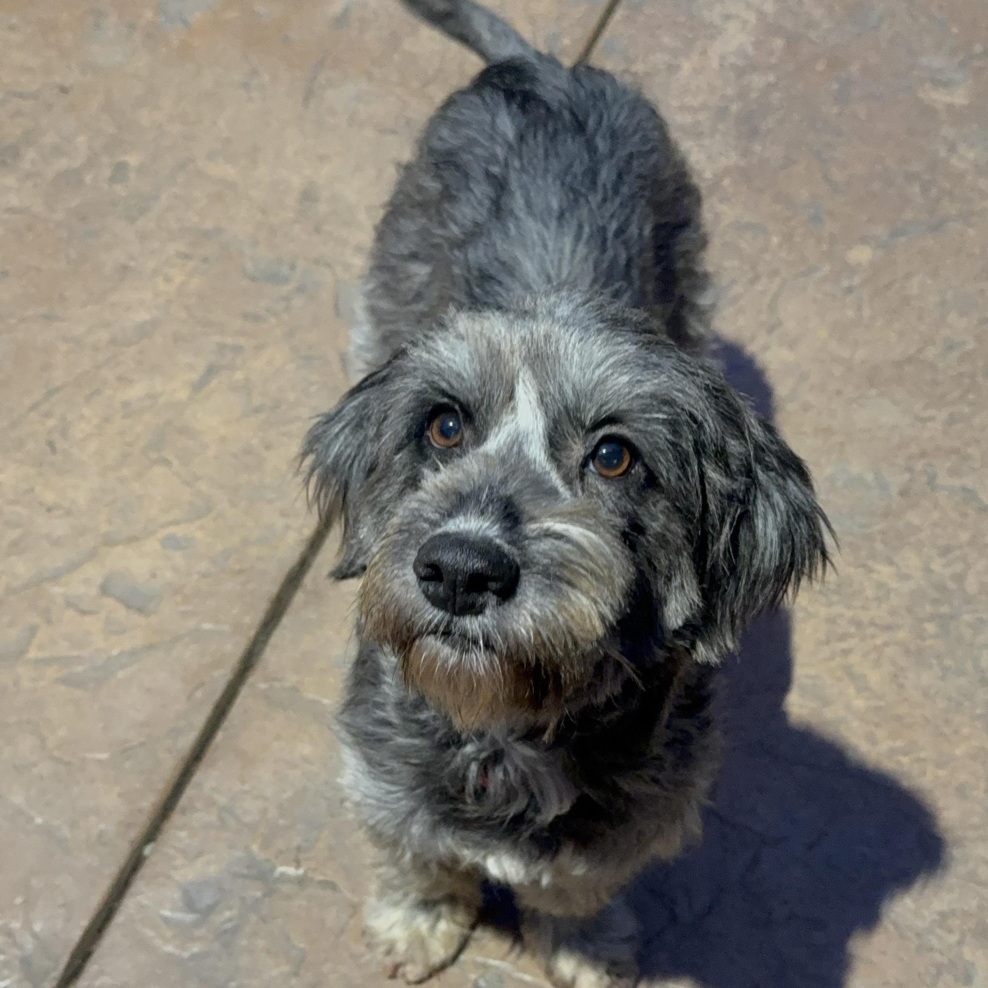 Enlarge Raycin (Motocross litter momma), a Adoptable mixed breed in San Diego, CA image 3/3