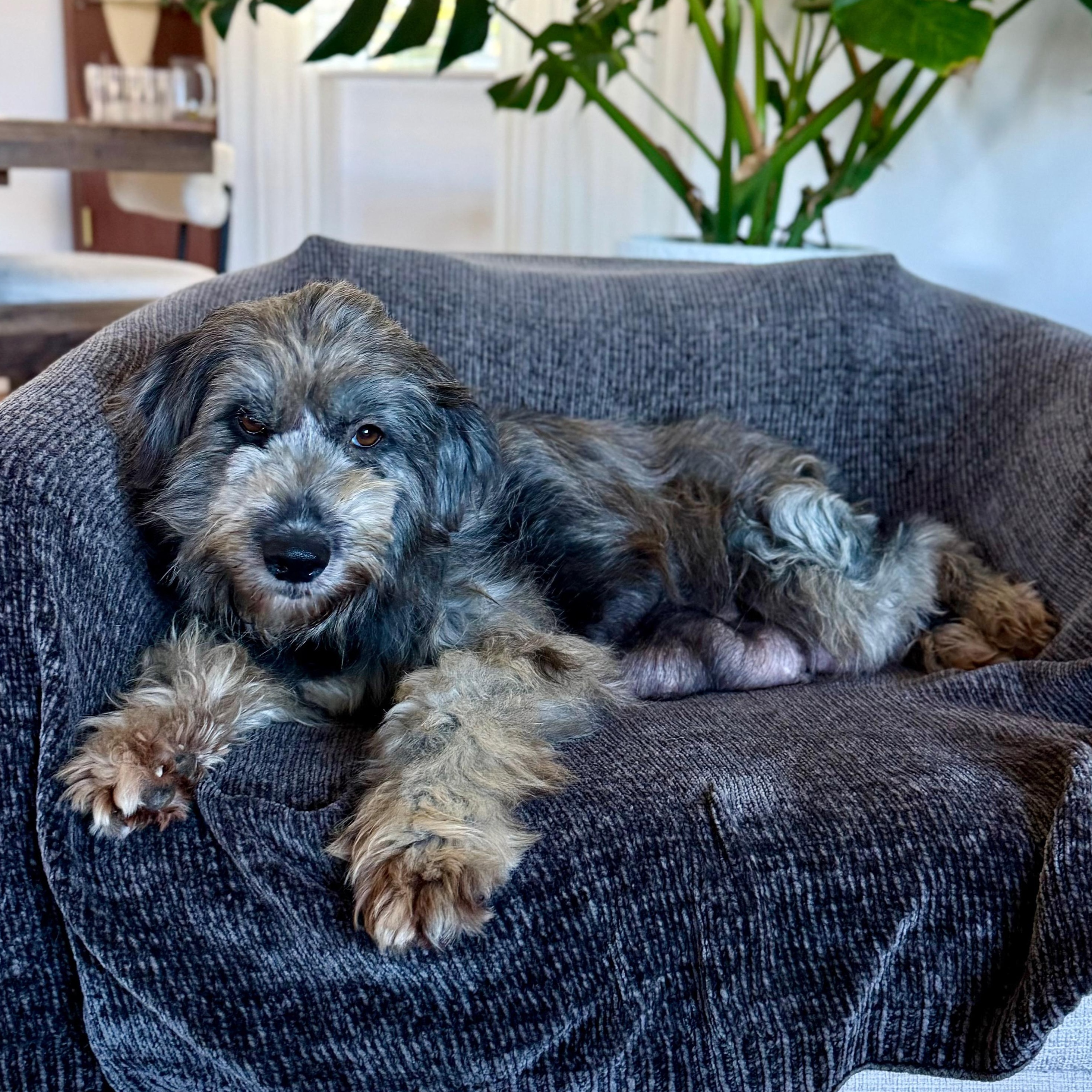 Enlarge Raycin (Motocross litter momma), a Adoptable mixed breed in San Diego, CA image 2/3