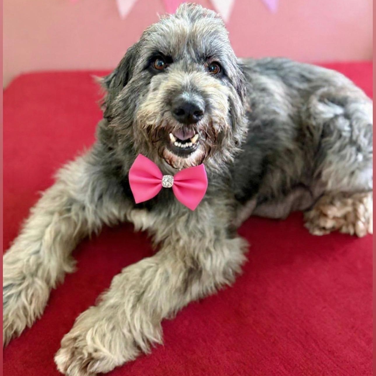 Enlarge Raycin (Motocross litter momma), a Adoptable mixed breed in San Diego, CA image 1/3