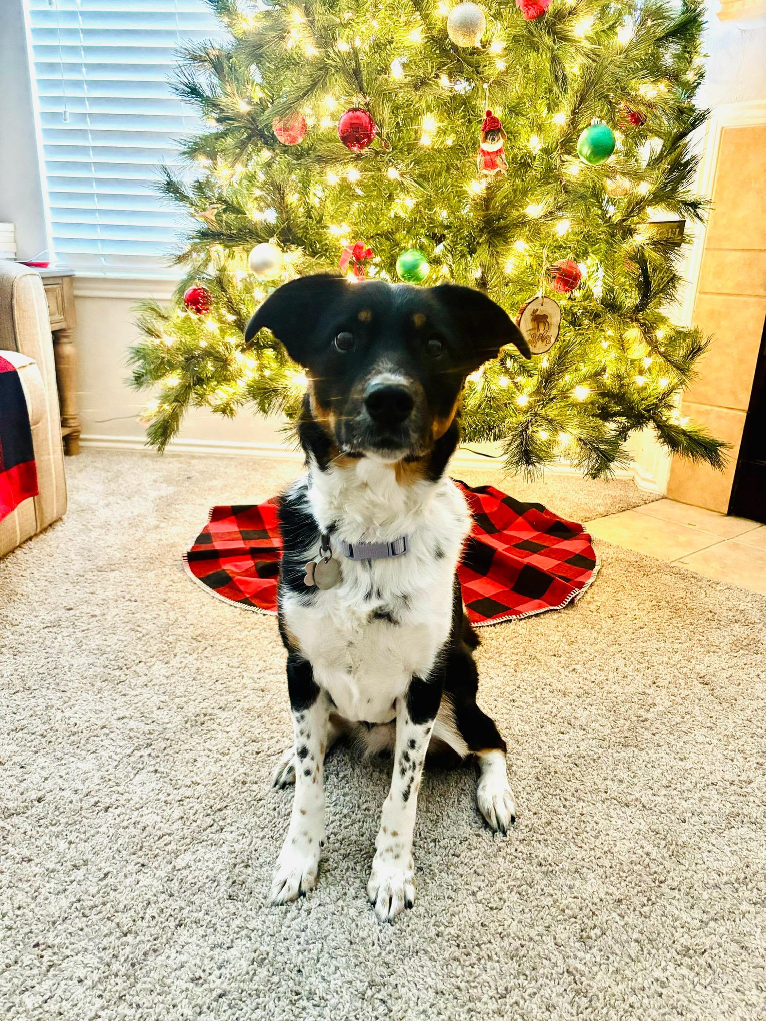 Enlarge Millie G GDP, a Adoptable mixed breed in Dallas, TX image 1/3