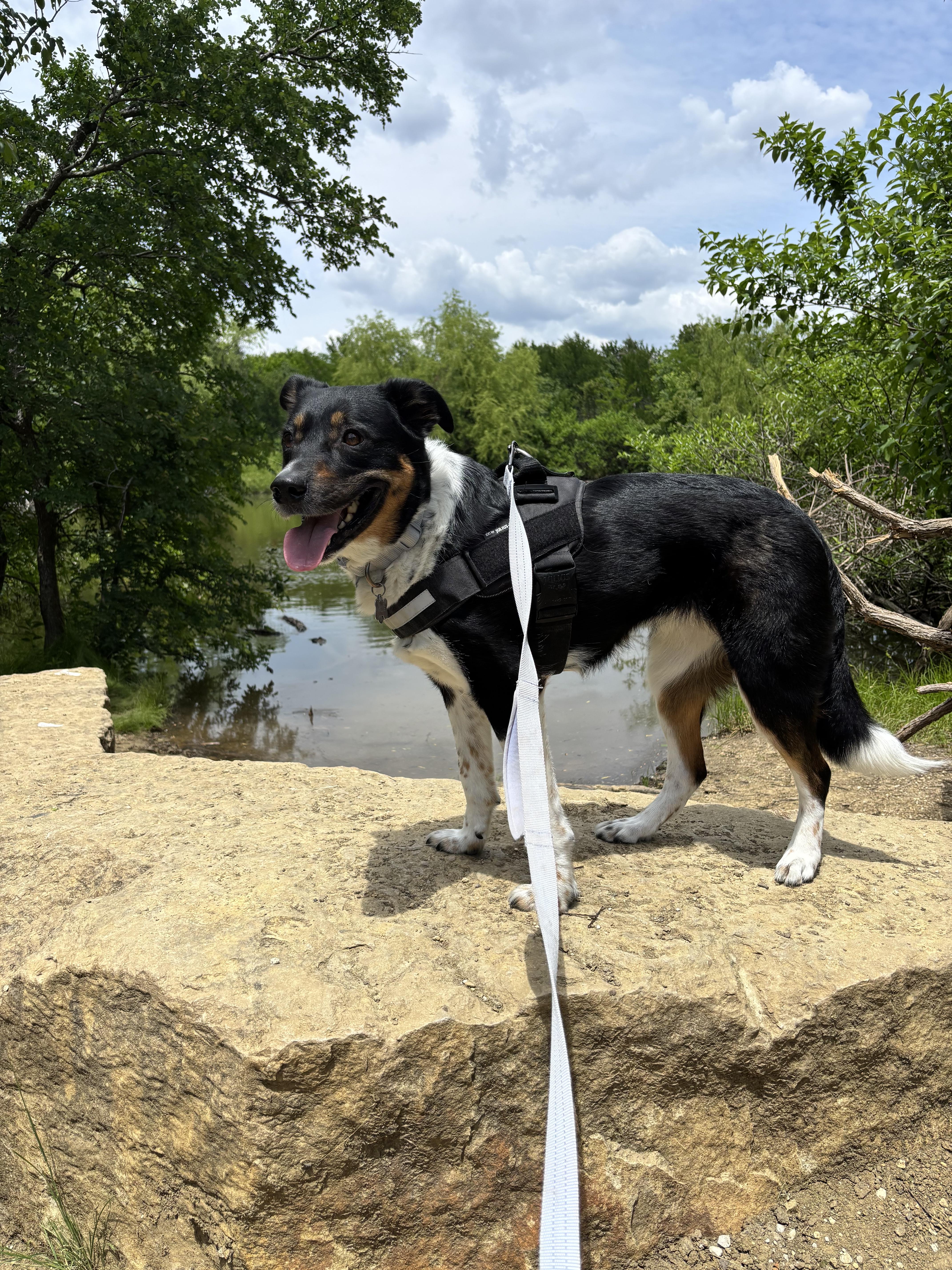 Enlarge Millie G GDP, a Adoptable mixed breed in Dallas, TX image 2/3