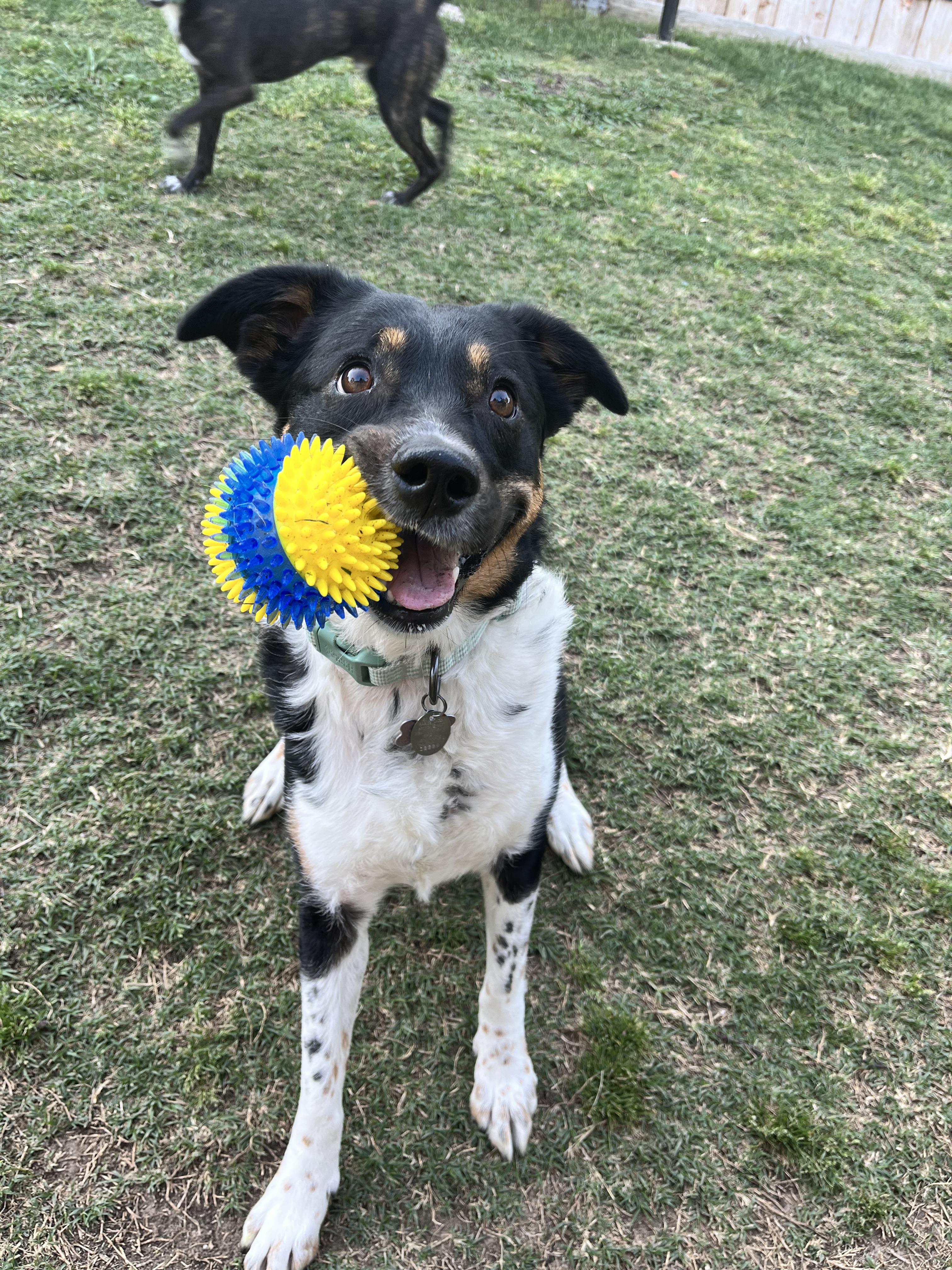 Enlarge Millie G GDP, a Adoptable mixed breed in Dallas, TX image 3/3