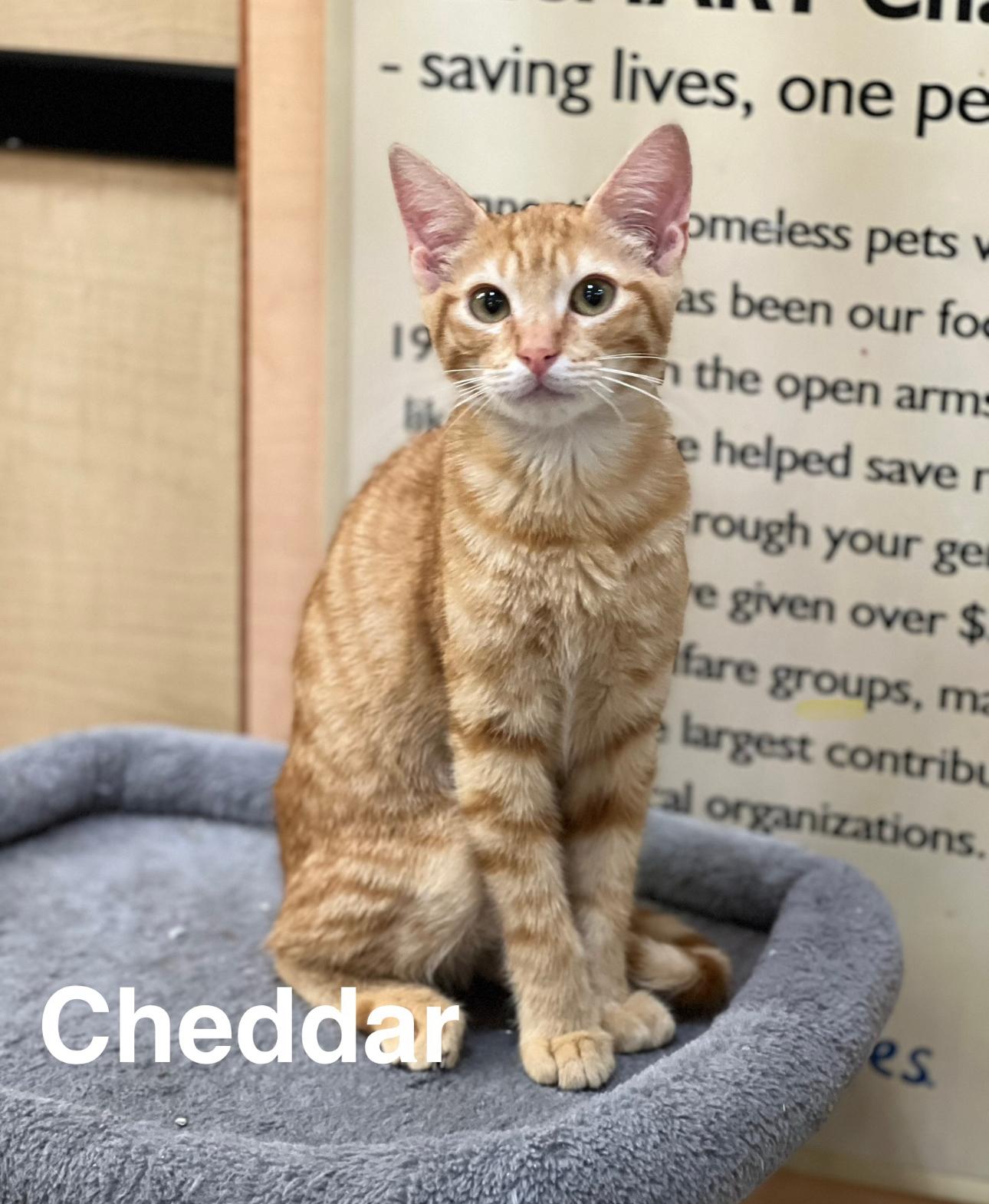 Cheddar, Baby Male American Shorthair