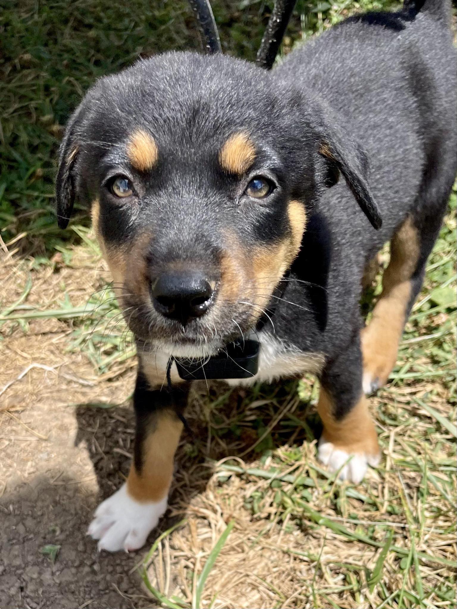 Ansley, Adopted, Puppy Female German Shepherd Dog & Rottweiler.
