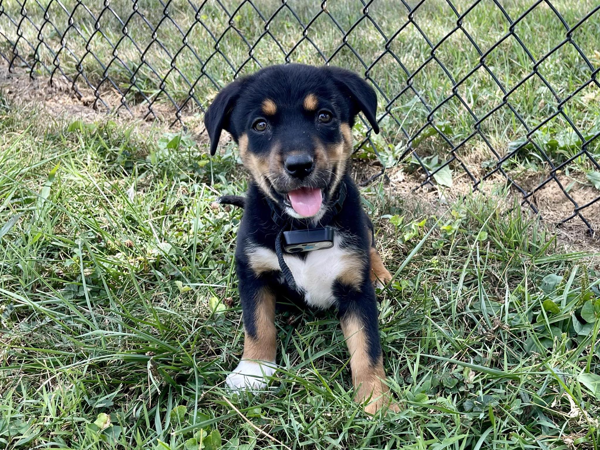 Enlarge Ansley, a Adopted mixed breed in Harrodsburg, KY image 2/4