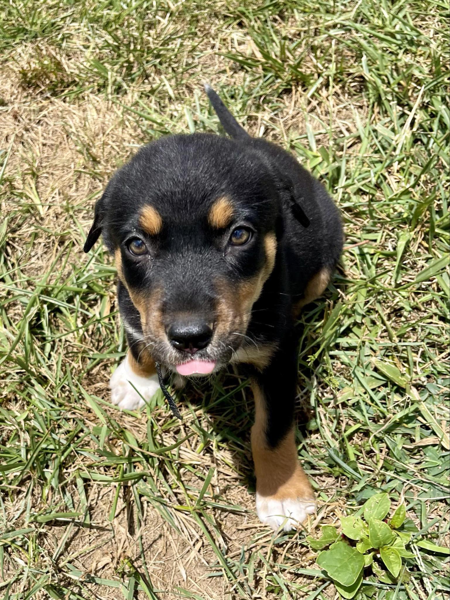 Enlarge Ansley, a Adopted mixed breed in Harrodsburg, KY image 3/4