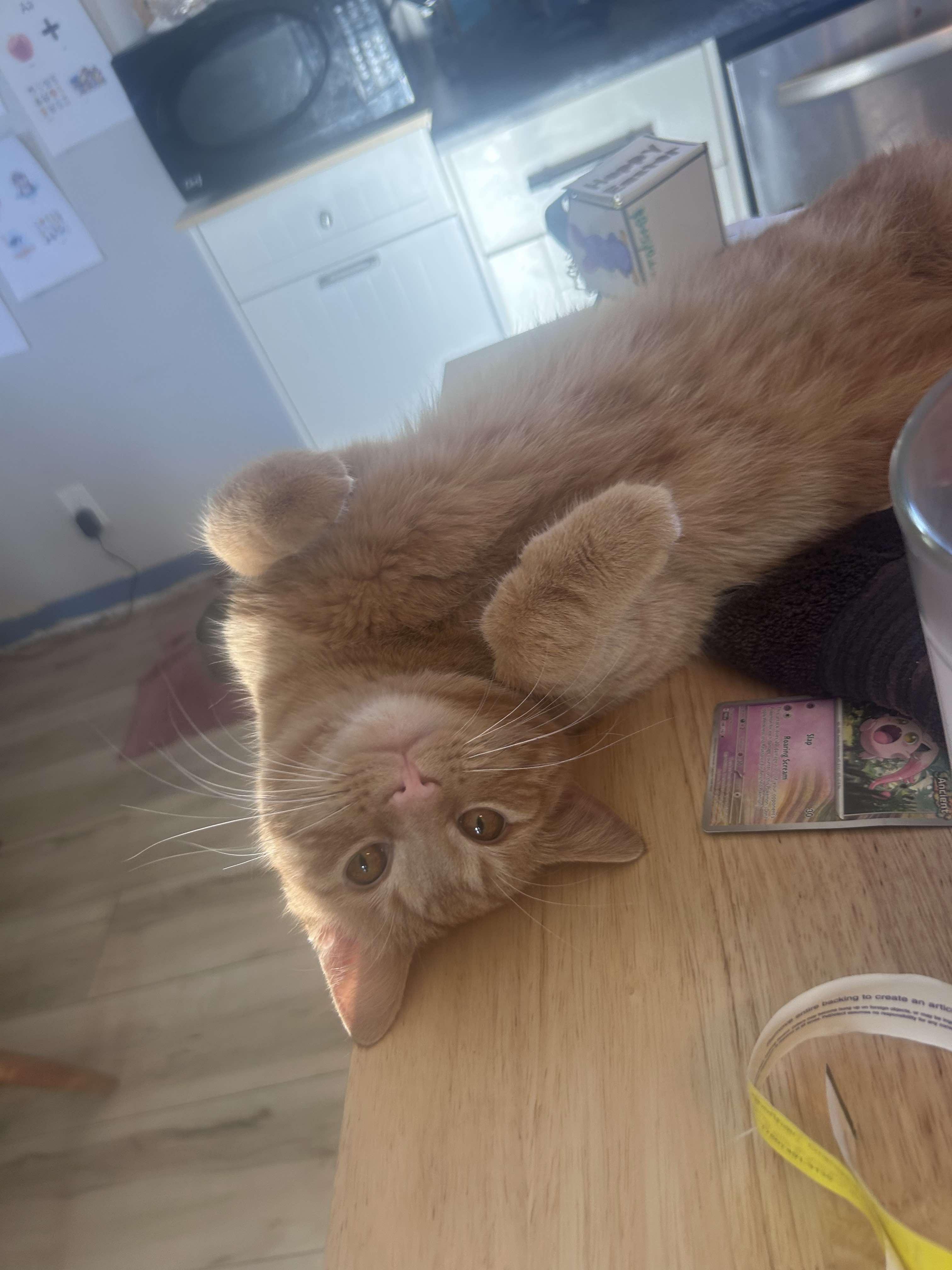 Tora, an adoptable Domestic Medium Hair in Edmonton, AB, T5Y 3N6 | Photo Image 3