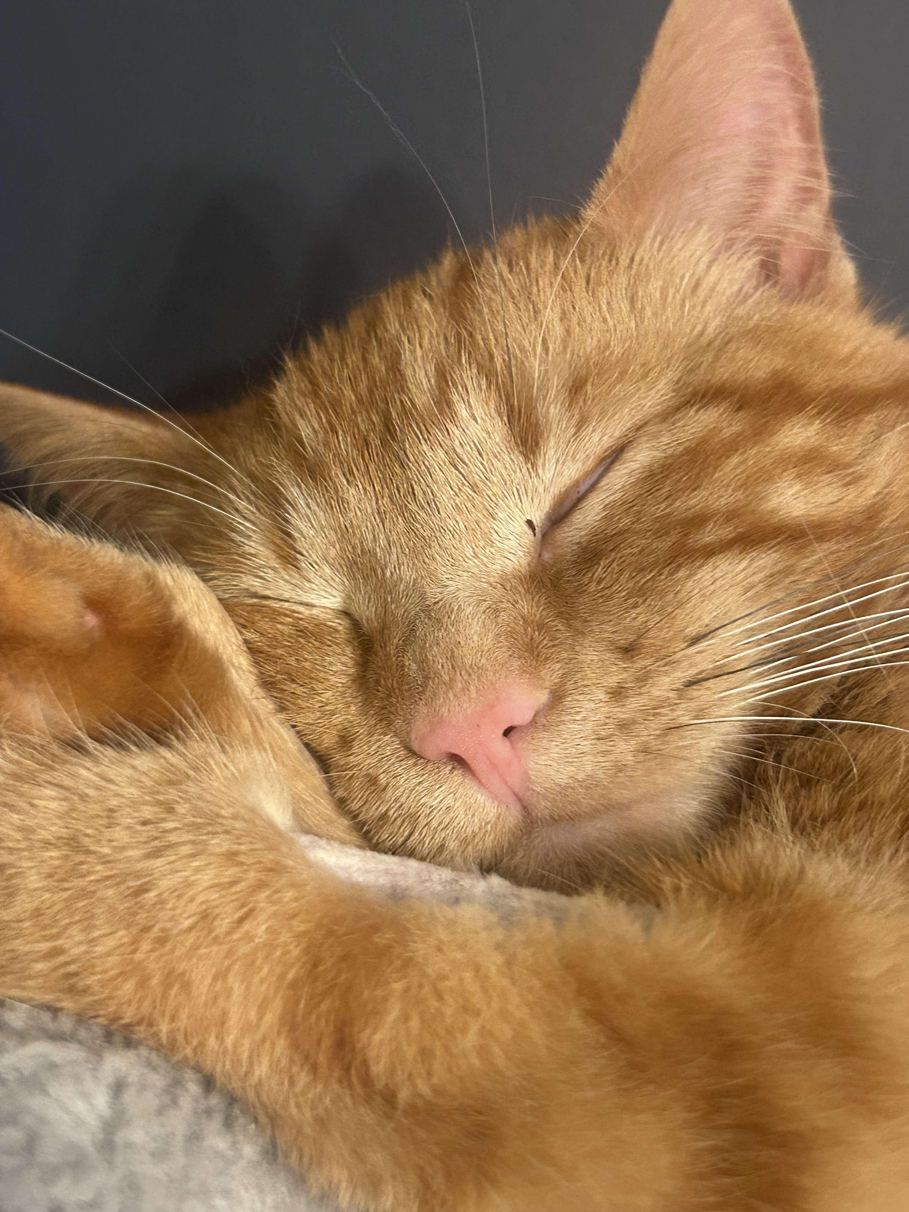 Tora, an adoptable Domestic Medium Hair in Edmonton, AB, T5Y 3N6 | Photo Image 5