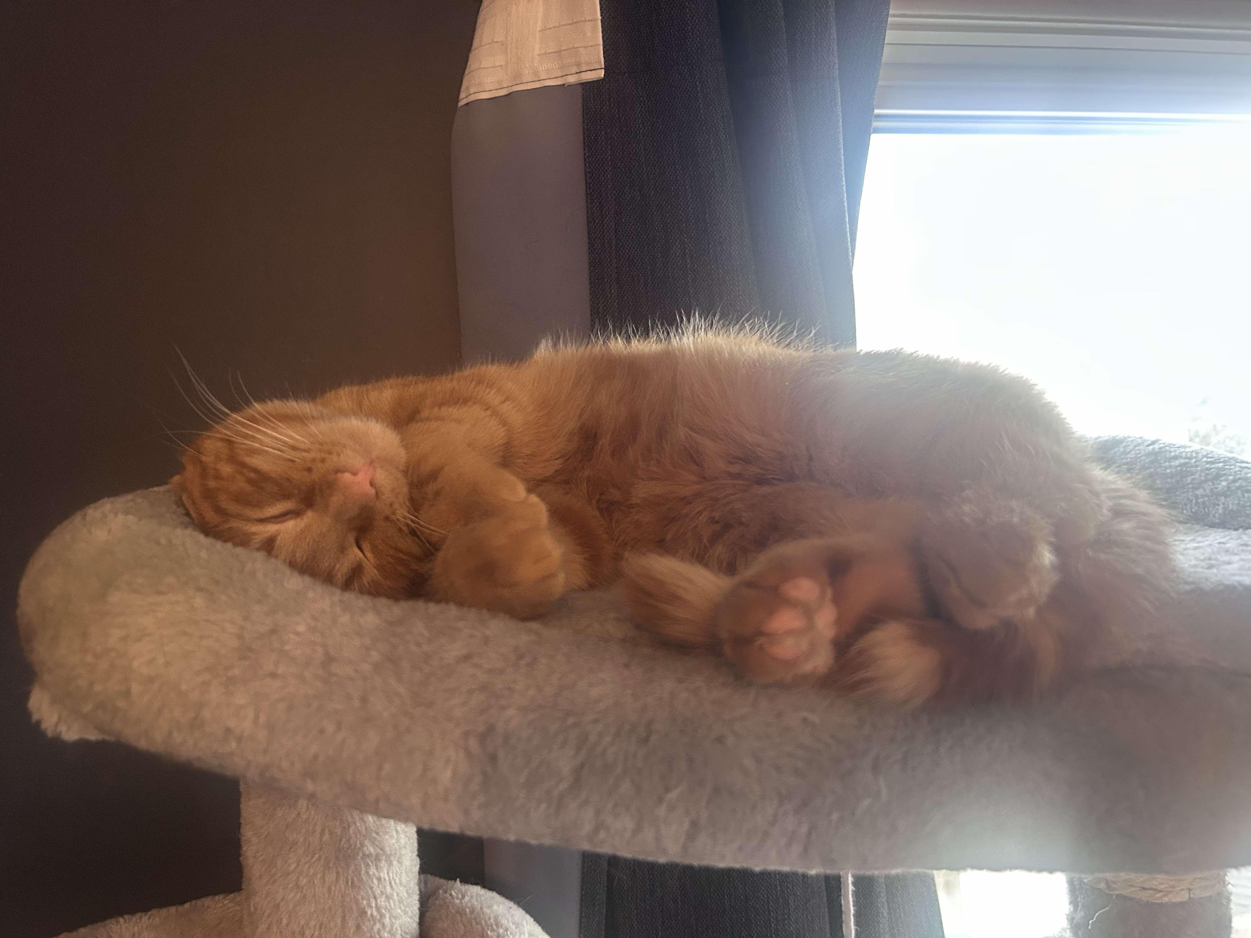 Tora, an adoptable Domestic Medium Hair in Edmonton, AB, T5Y 3N6 | Photo Image 6