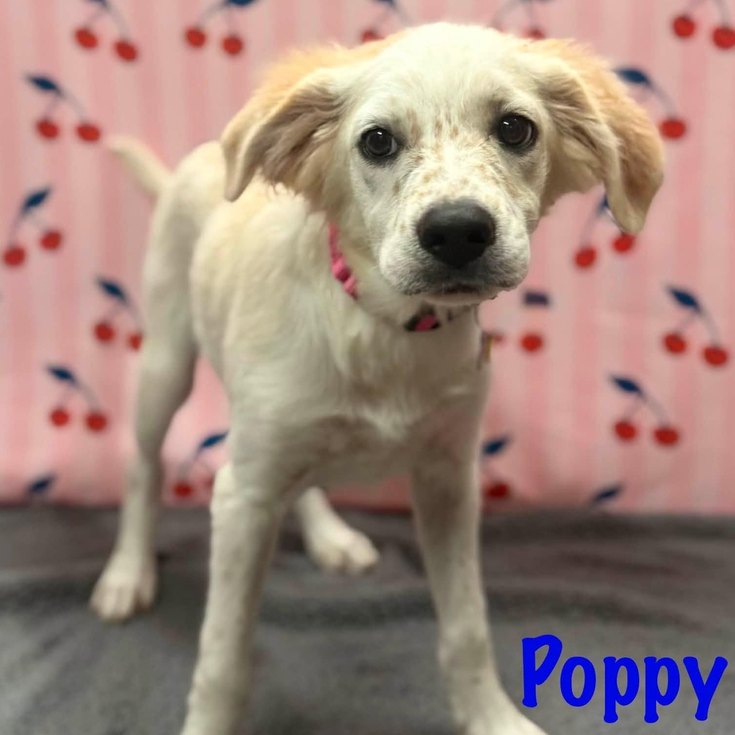 Poppy, Adoptable, Puppy Male Labrador Retriever.