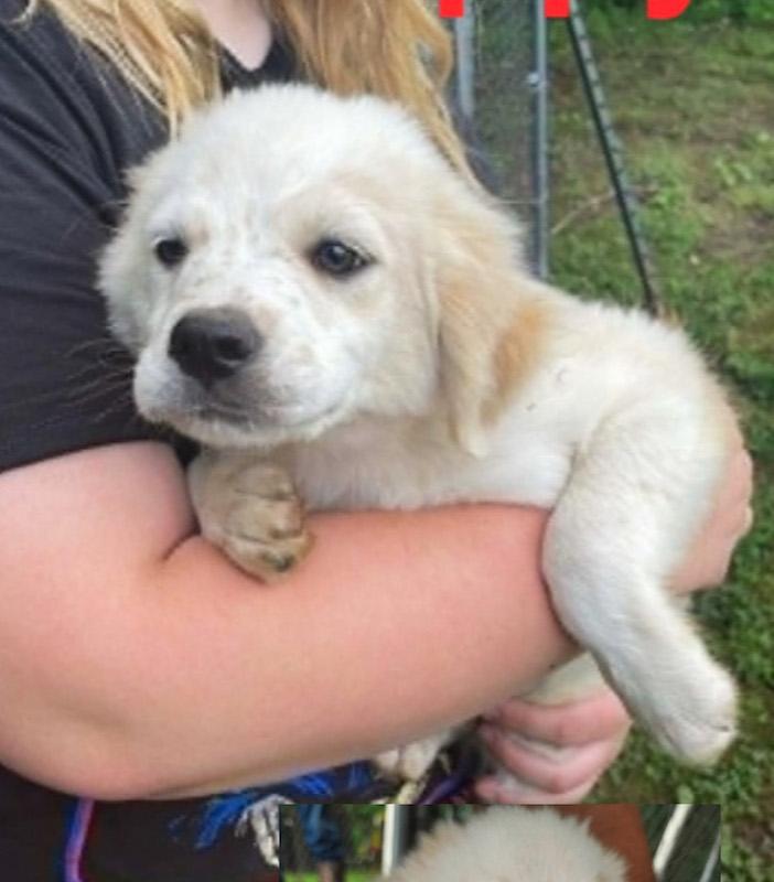 Enlarge Poppy, a Adoptable mixed breed in Albany, NY image 2/2