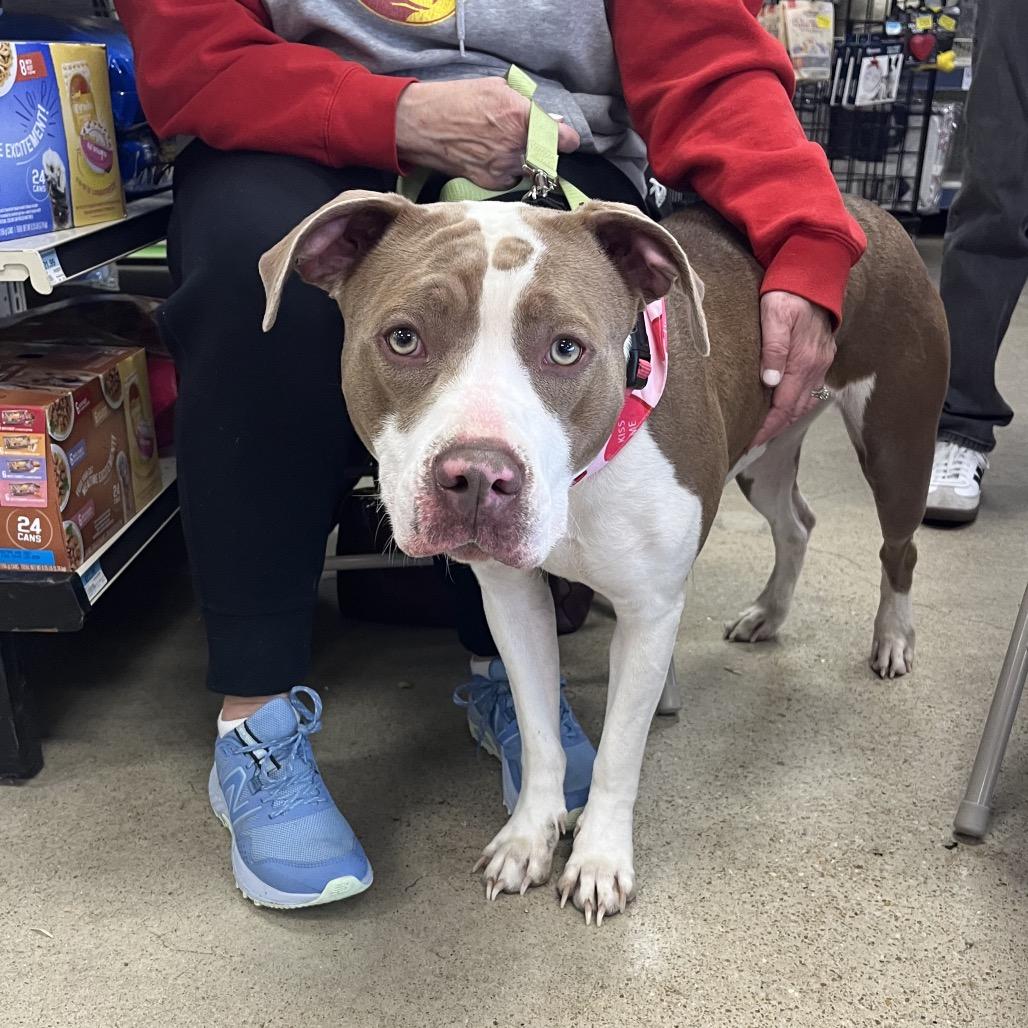 Indie, Adoptable, Young Female Mixed Breed.