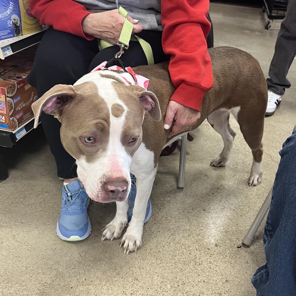 Enlarge Indie, a Adoptable Mixed Breed in Pittsburg, KS image 2/2