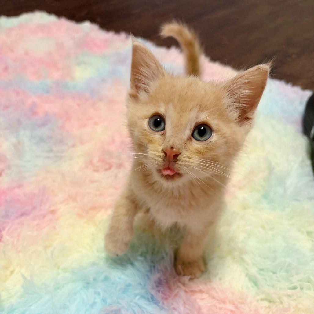 Oatmeal, ADOPTABLE, Kitten Male Domestic Short Hair.