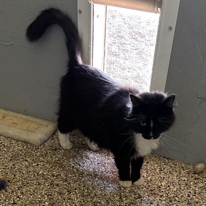 Felix, Adoptable, Adult Male Domestic Long Hair.