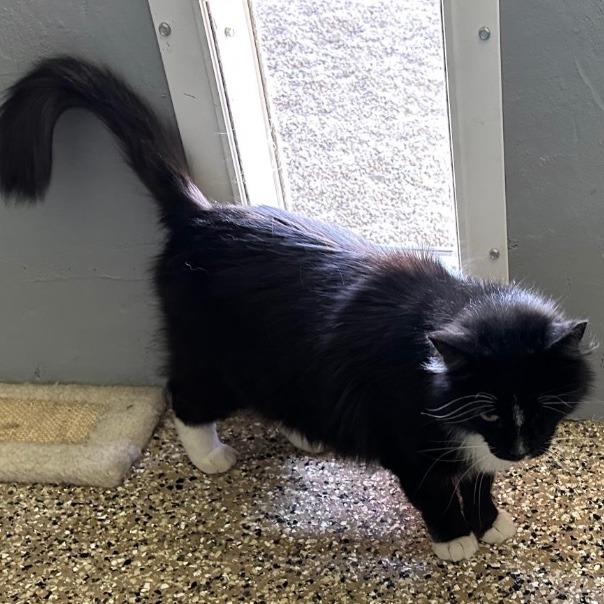 Enlarge Felix, a Adoptable Domestic Long Hair in Stagecoach, NV image 2/3