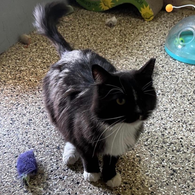 Enlarge Felix, a Adoptable Domestic Long Hair in Stagecoach, NV image 3/3