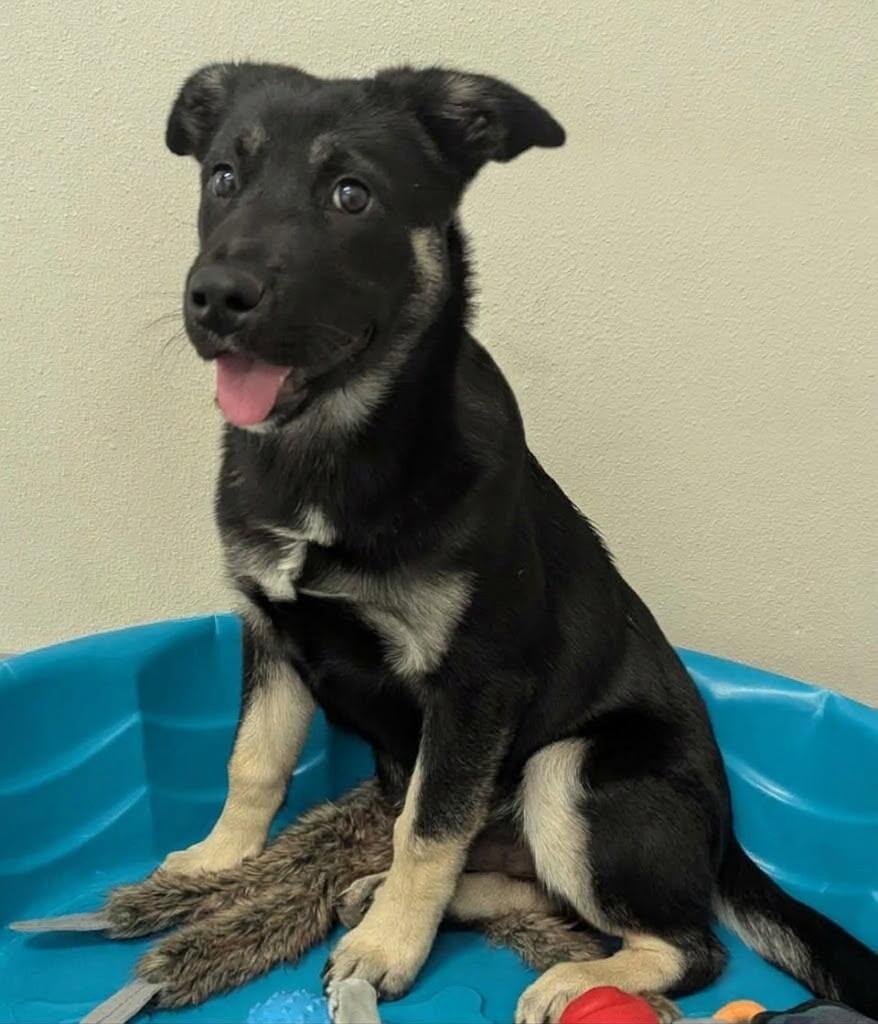 Enlarge Nolan, a Adoptable mixed breed in Yankton, SD image 1/5
