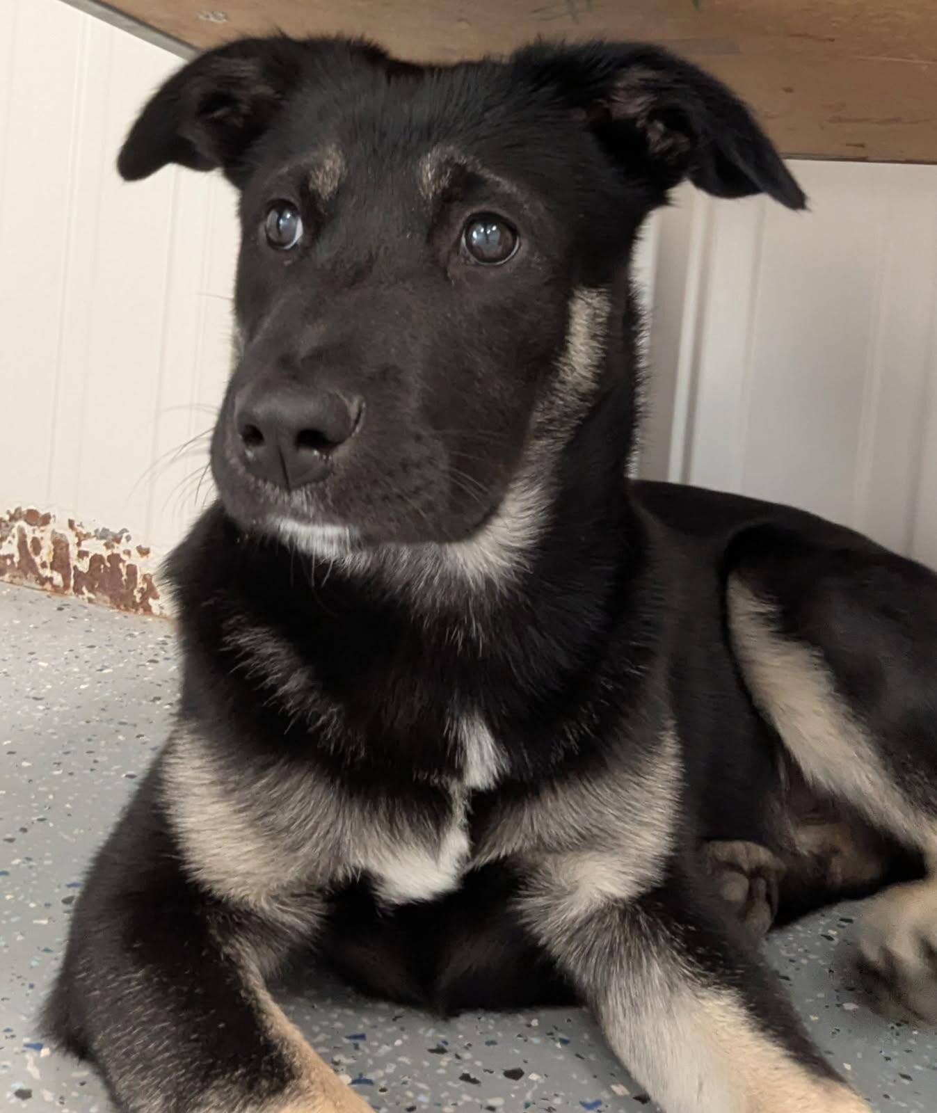 Enlarge Nolan, a Adoptable mixed breed in Yankton, SD image 2/5