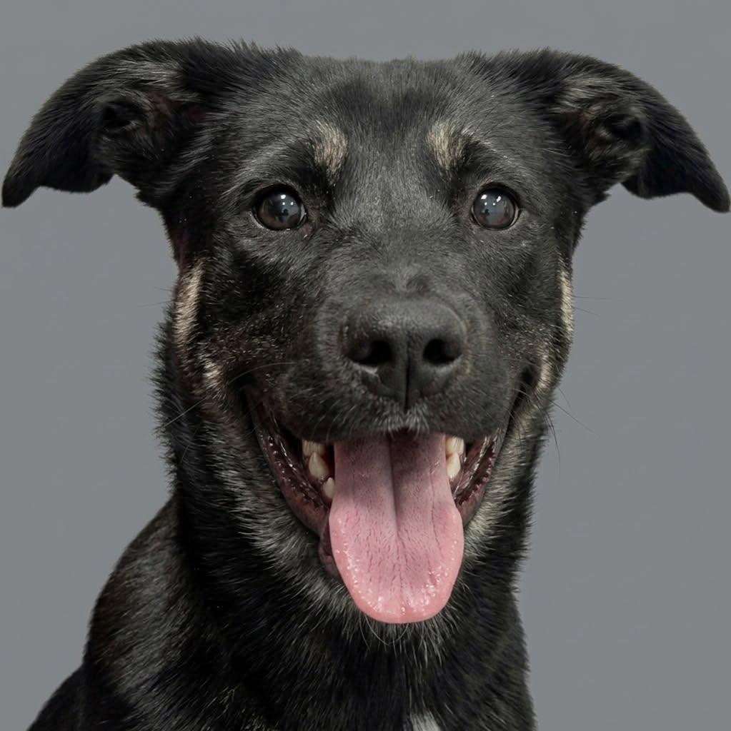 Enlarge Nolan, a Adoptable mixed breed in Yankton, SD image 3/5