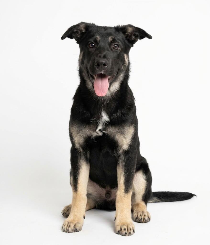 Enlarge Nolan, a Adoptable mixed breed in Yankton, SD image 4/5