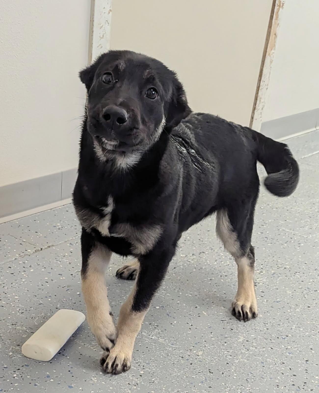 Enlarge Nolan, a Adoptable mixed breed in Yankton, SD image 5/5