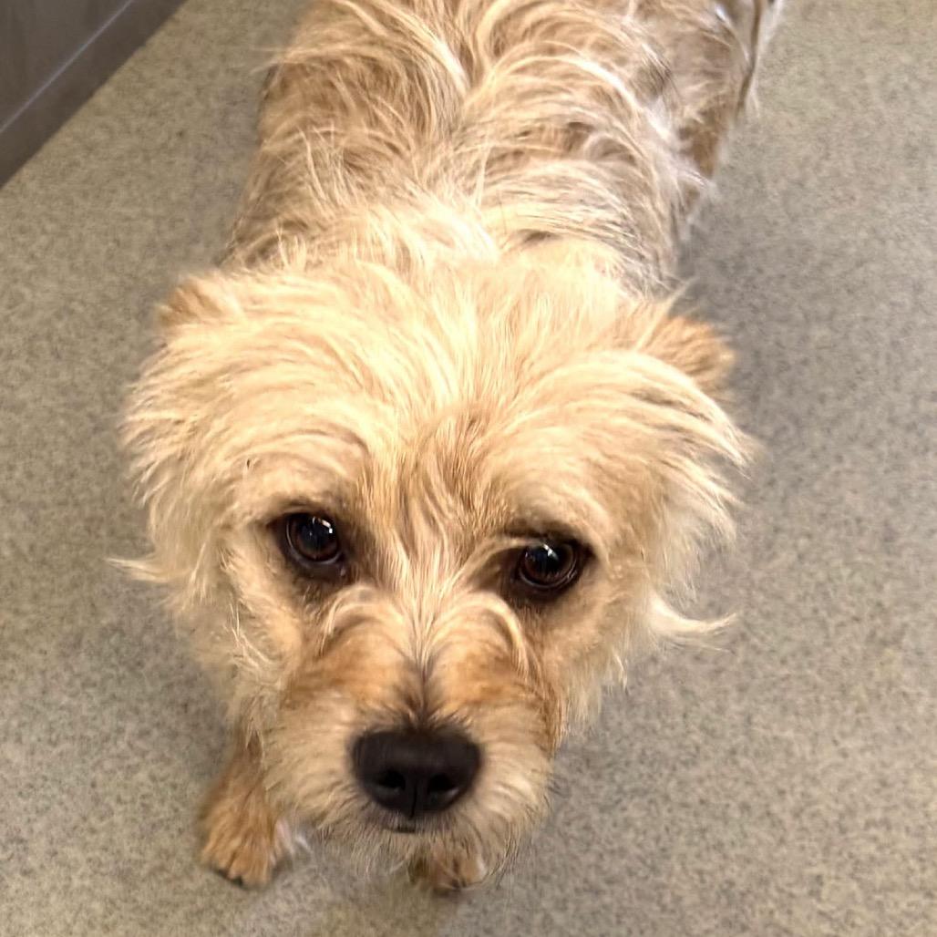 Jacks, Adoptable, Adult Male Terrier & Mixed Breed.