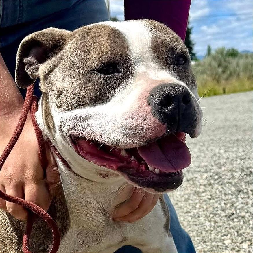 Tootsie, Adoptable, Adult Female Pit Bull Terrier.