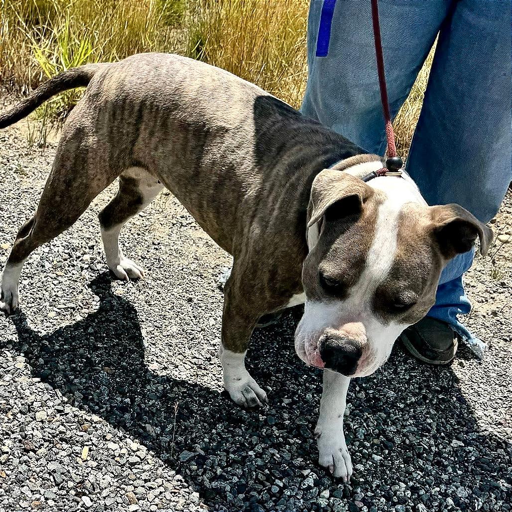Enlarge Tootsie, a Adoptable Pit Bull Terrier in TONASKET, WA image 2/3