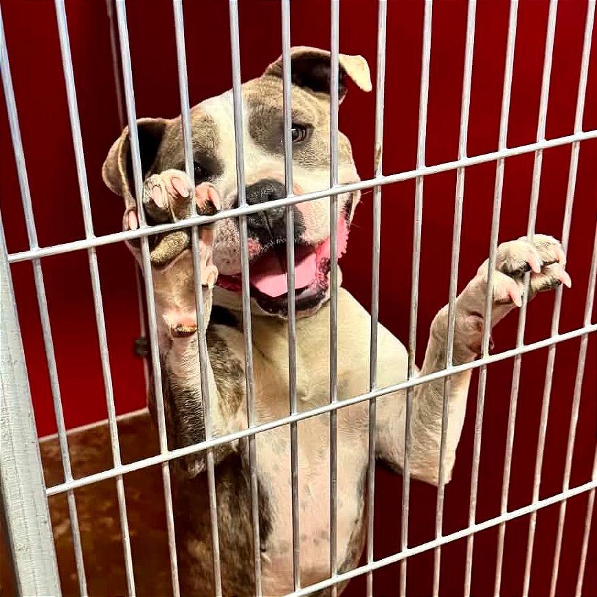 Enlarge Tootsie, a Adoptable Pit Bull Terrier in TONASKET, WA image 3/3