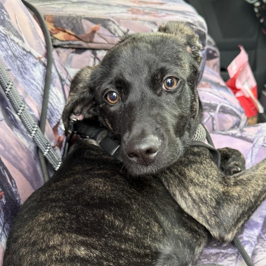 Mavis from Davis, a Adoptable Mixed Breed in Redwood Valley, CA image 1/4