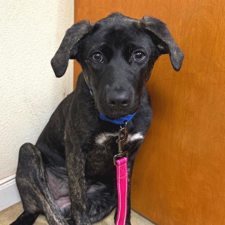 Mavis from Davis, a Adoptable Mixed Breed in Redwood Valley, CA image 2/4