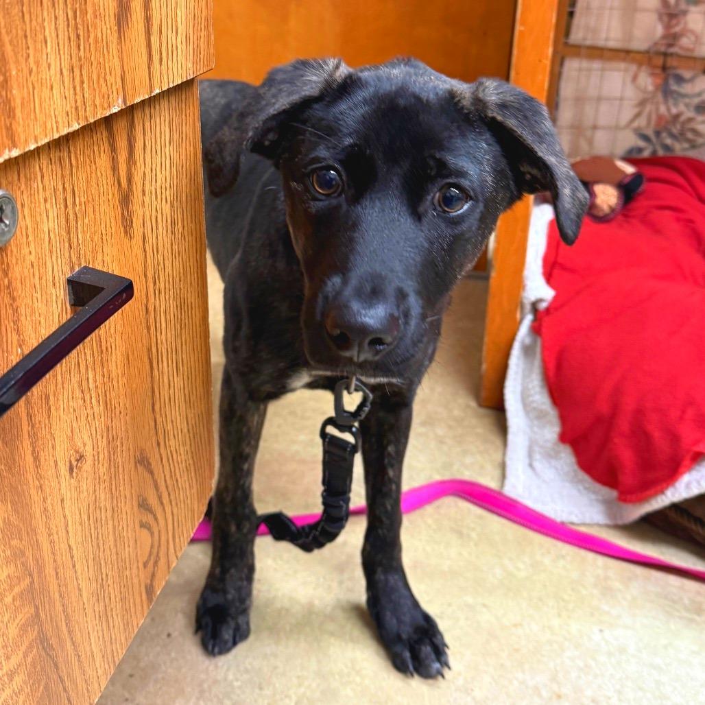 Mavis from Davis, a Adoptable Mixed Breed in Redwood Valley, CA image 3/4