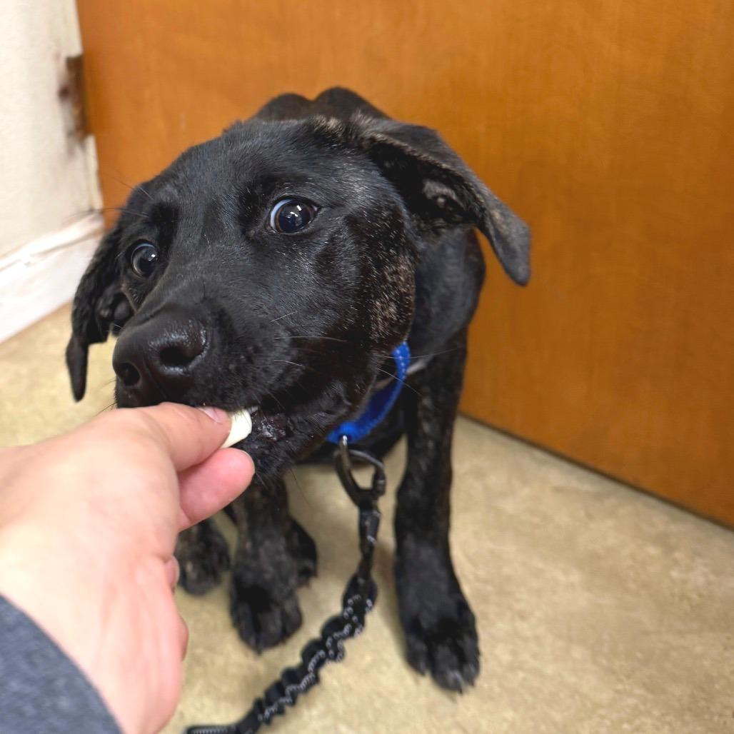 Mavis from Davis, a Adoptable Mixed Breed in Redwood Valley, CA image 4/4