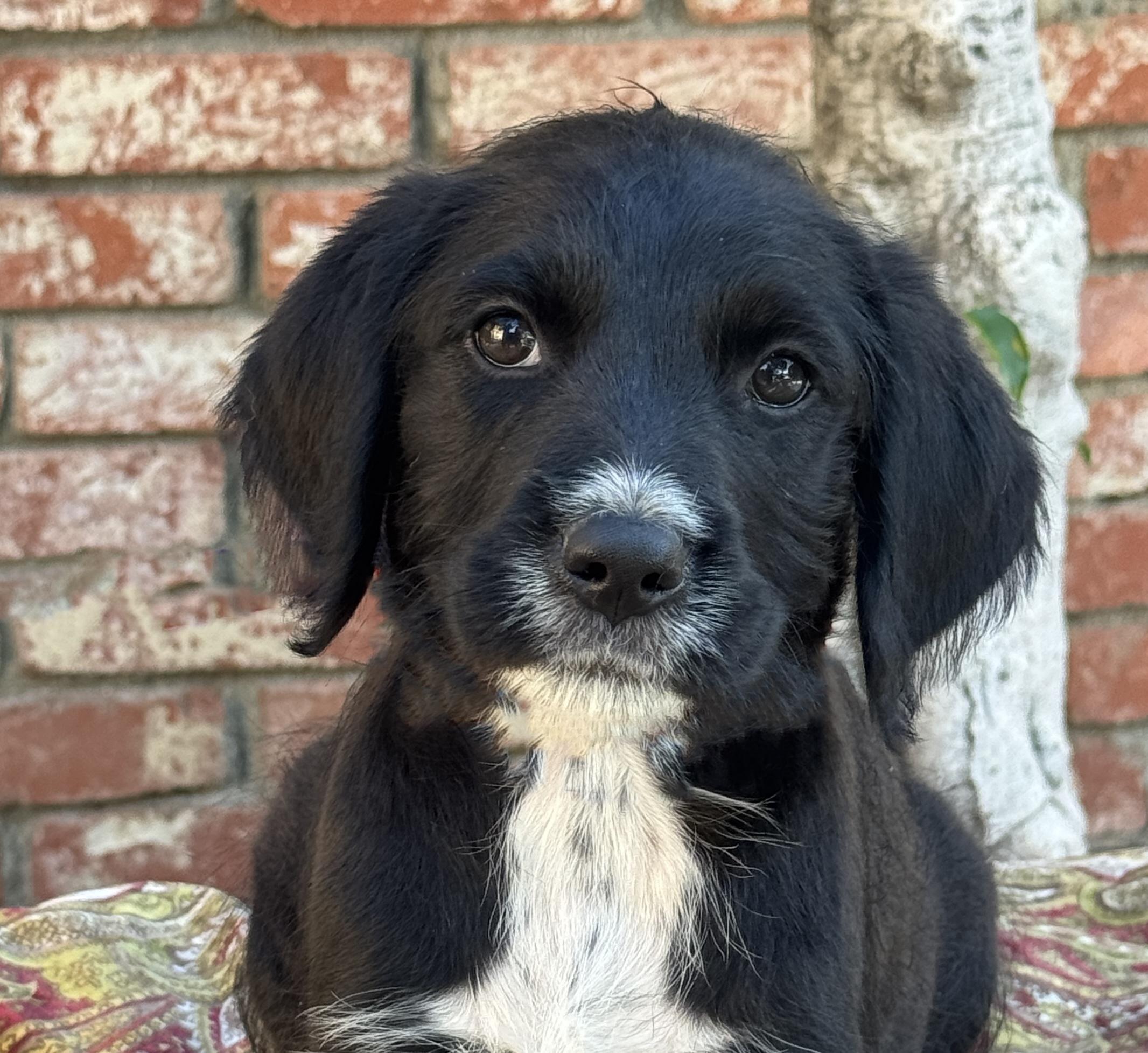 Martini, Adoptable, Puppy Male Australian Cattle Dog / Blue Heeler & Goldendoodle.