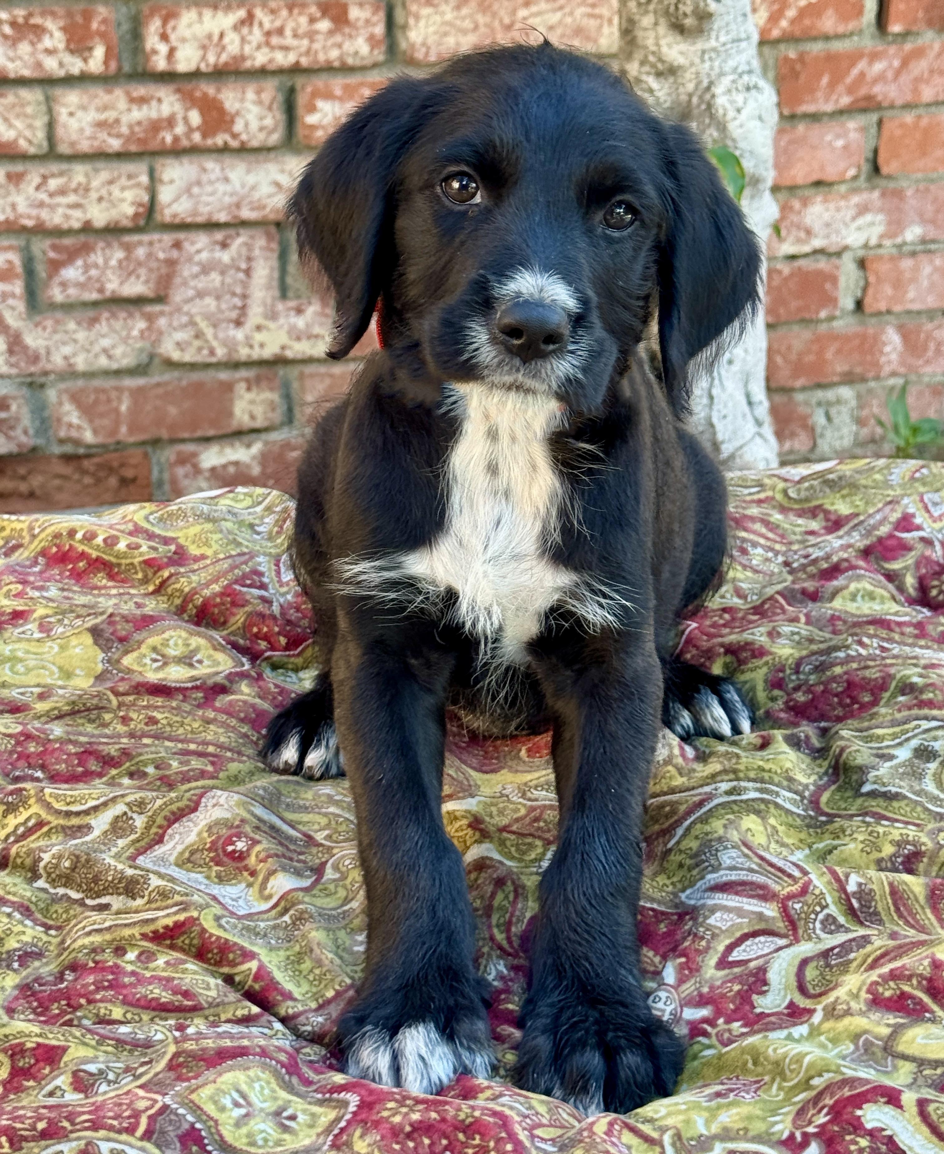 Enlarge Martini, a Adoptable mixed breed in Van Nuys, CA image 2/4