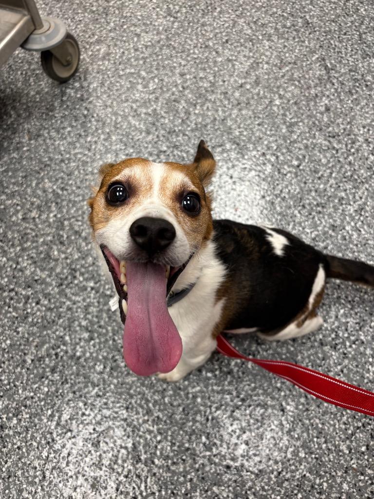 Enlarge Mason, a Adoptable mixed breed in Liverpool, NY image 1/5