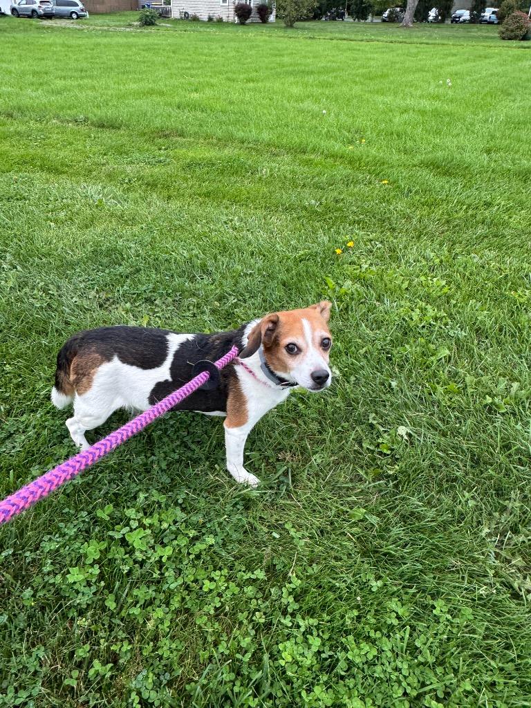 Enlarge Mason, a Adoptable mixed breed in Liverpool, NY image 2/5