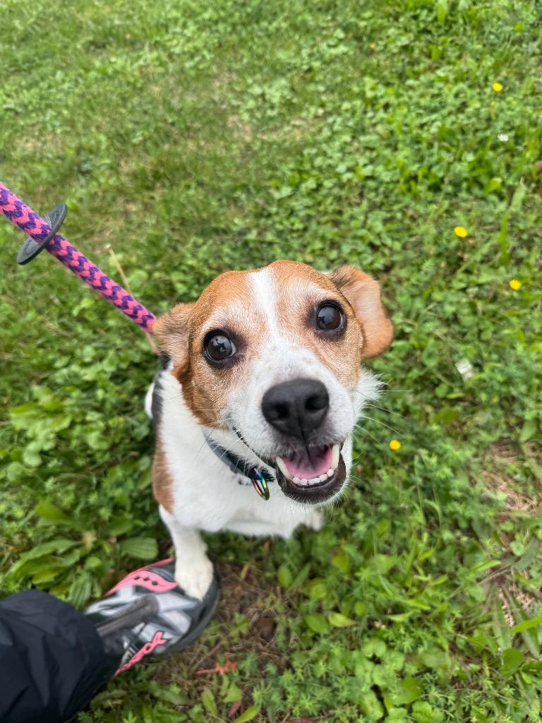 Enlarge Mason, a Adoptable mixed breed in Liverpool, NY image 3/5