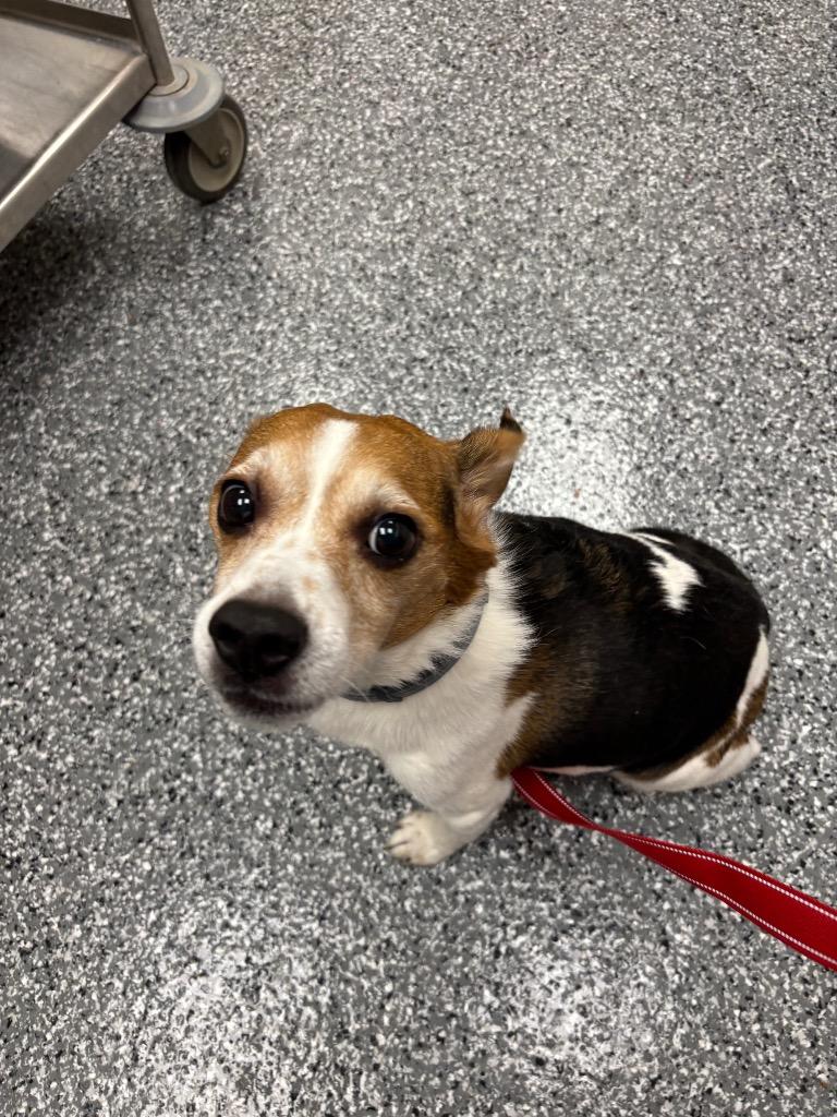 Enlarge Mason, a Adoptable mixed breed in Liverpool, NY image 4/5