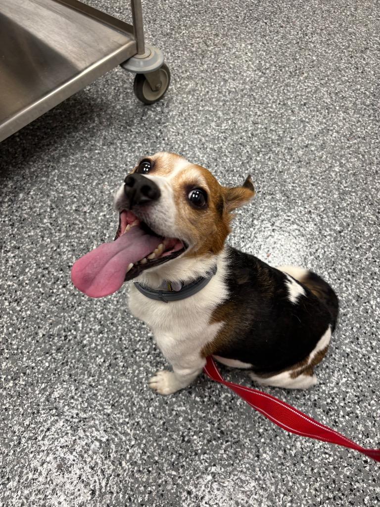 Enlarge Mason, a Adoptable mixed breed in Liverpool, NY image 5/5